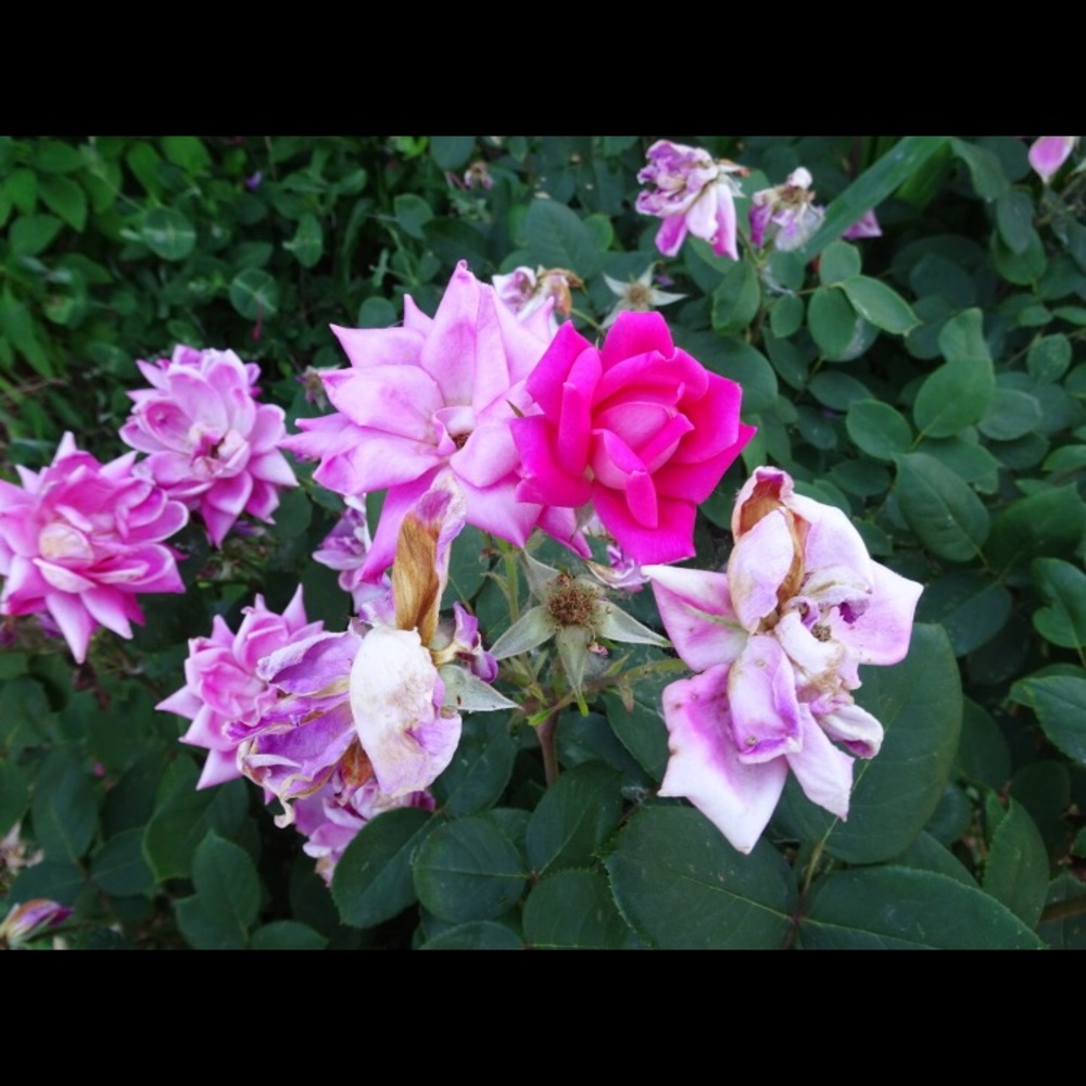 Meet your Posher, Laurel